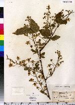 Rubus allegheniensis image