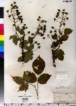 Rubus allegheniensis image