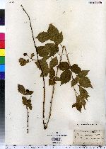 Rubus flagellaris image