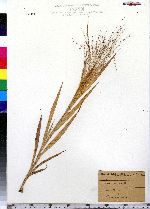 Panicum capillare image