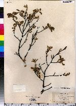 Amelanchier stolonifera image