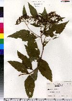 Spiraea japonica image