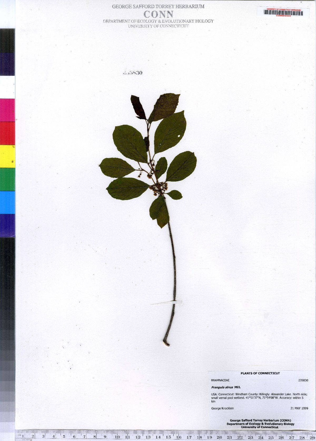 Frangula alnus image