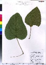 Populus heterophylla image