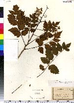 Koelreuteria paniculata image