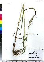 Echinochloa muricata image