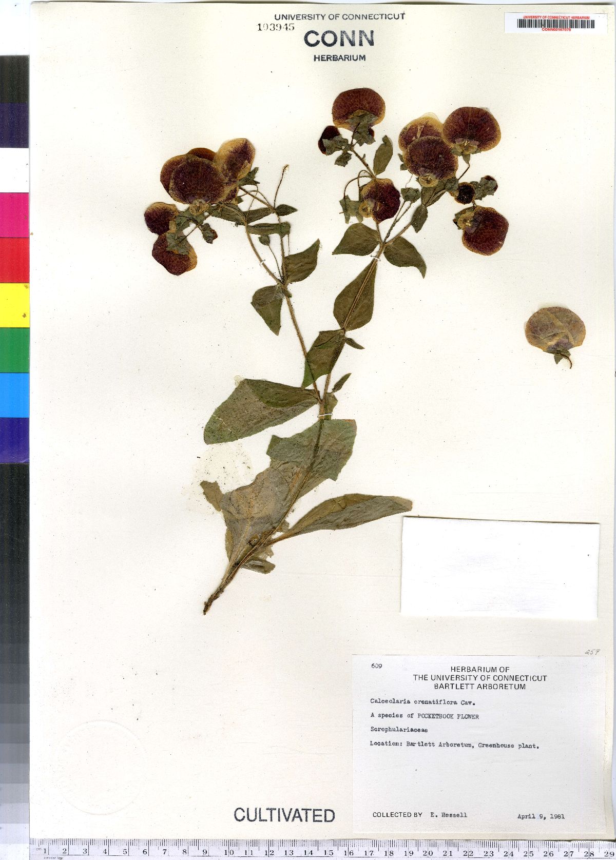 Calceolaria crenatiflora image