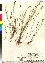 Nuttallanthus canadensis image
