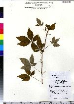 Parthenocissus quinquefolia image