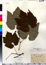 Vitis aestivalis image