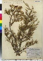 Juniperus virginiana image