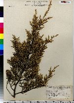 Juniperus virginiana image