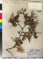 Thuja occidentalis image