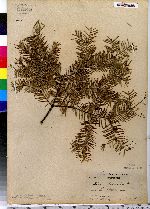 Abies balsamea image