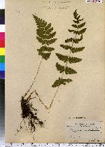 Dryopteris cristata image