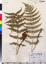 Dryopteris marginalis image