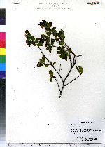 Amelanchier bartramiana image