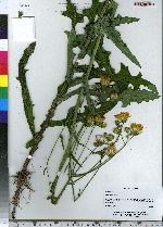 Sonchus arvensis image