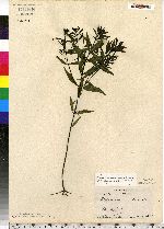 Melampyrum lineare image