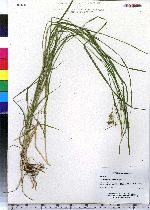 Carex sprengelii image