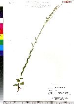 Arabis hirsuta image