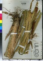 Typha latifolia image