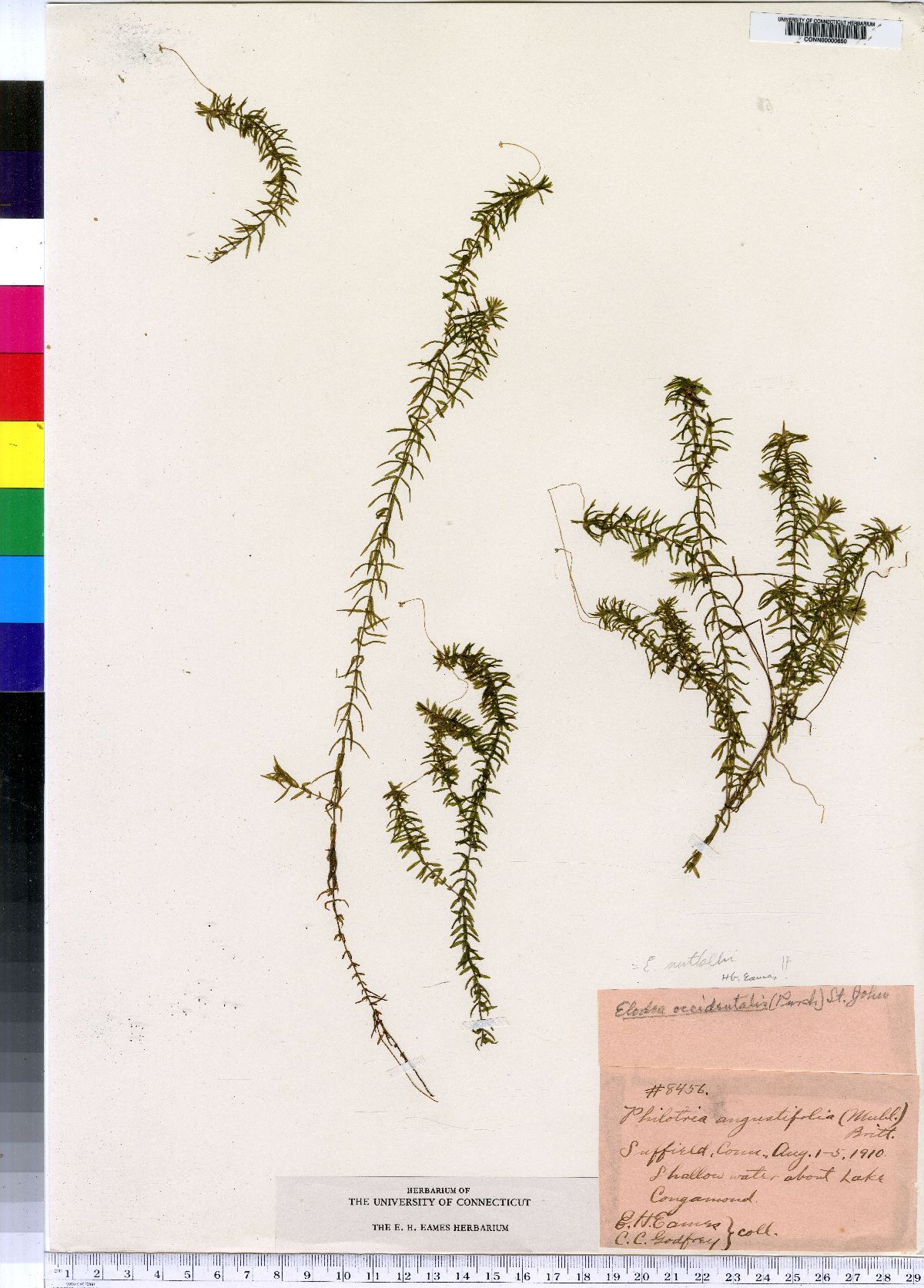 Philotria angustifolia image