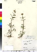 Stachys hyssopifolia image