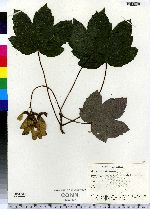 Acer pseudoplatanus image