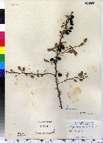 Berberis thunbergii image