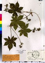 Humulus japonicus image