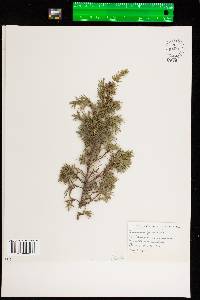 Juniperus communis var. depressa image