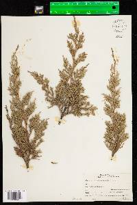 Juniperus horizontalis image