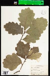 Quercus robur image