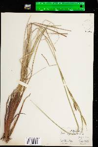 Carex aquatilis var. aquatilis image