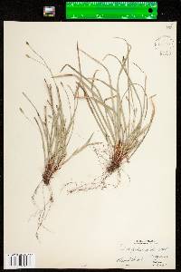 Carex pedunculata ssp. pedunculata image