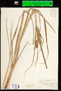 Carex utriculata image