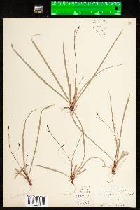 Carex pedunculata ssp. pedunculata image