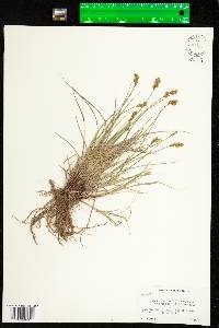 Carex scoparia image