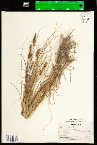 Carex vulpinoidea image