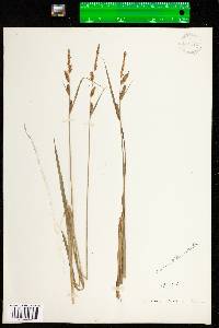 Carex stricta image