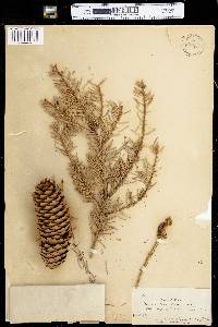 Picea abies image