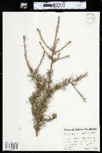 Larix laricina image