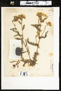 Achillea millefolium image