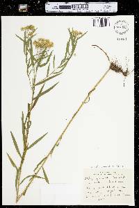 Euthamia graminifolia image