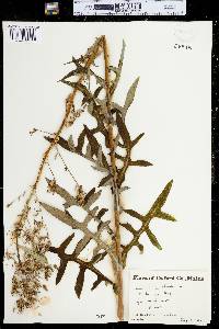 Lactuca canadensis image