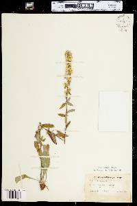 Solidago bicolor image