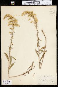 Solidago nemoralis image