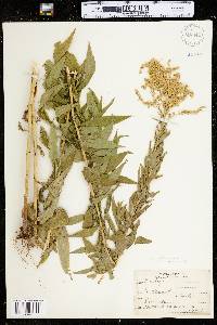 Solidago canadensis image