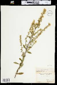 Solidago bicolor image